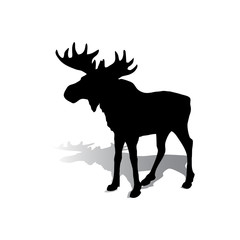 Silhouette of an elk with beautiful horns, a herbivore on a white background,