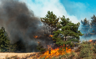 fire. wildfire, burning pine forest in the smoke and flames