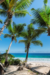 Beautiful coconut palm on tropical beach. Summer vacation and holiday travel concept. 