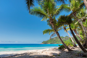 Naklejka na ściany i meble Tropical sandy beach with beautiful coconut palm. Summer vacation and holiday travel concept. 