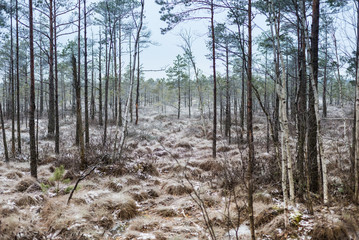 Beautiful winter landscape, hoarfrost on a swamp