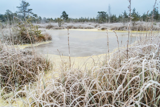 Fototapeta Beautiful winter landscape, hoarfrost on a swamp
