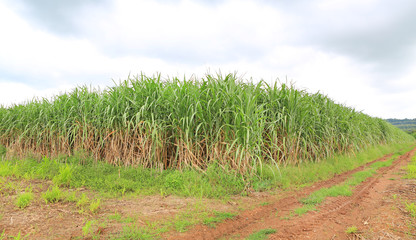 Fototapeta na wymiar sugarcane plants grow in field.
