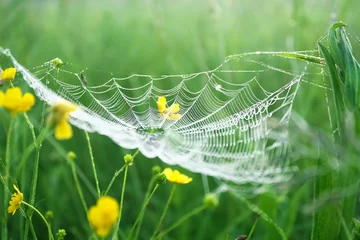 Rolgordijnen spring meadow with green grass and white spider web, blur background © yanikap