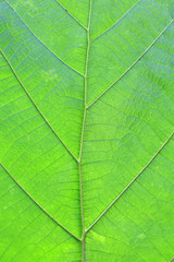Obraz na płótnie Canvas Close-up teak leaf texture background.