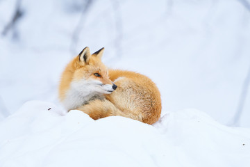 Obraz premium 雪の上のキタキツネ 