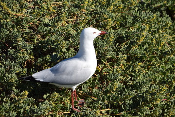 Fototapeta premium Чайка.