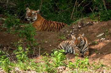 two tiger sitting in Indian jungle
