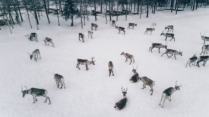 Aerial view of reindeer herd in winter Lapland Finland