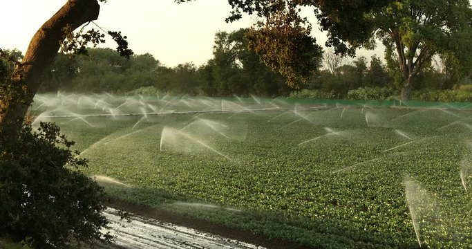 A green row of crops in a field is watered and sprayed by irrigation equipment in the Salinas Valley, California USA