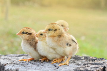 Chicks with warm sunshine in winter