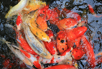 Obraz na płótnie Canvas Many Koi fish in pond.