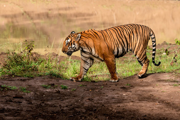 tiger walking in Indian jungle
