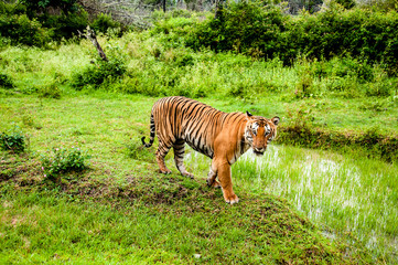 Fototapeta na wymiar tiger sitting in Indian jungle