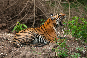 tiger sitting in Indian jungle