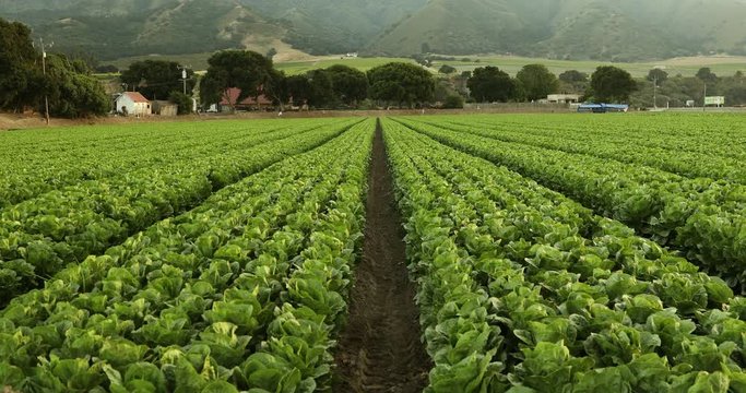 A green row of fresh crops grow on an agricultural farm field in the Salinas Valley, California USA