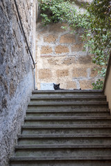 Orvieto (Umbria, Italy), cat and steps