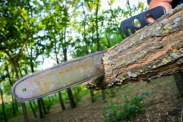 Man with chainsaw cutting the tree