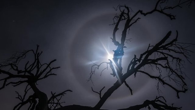 moon halo and dead tree