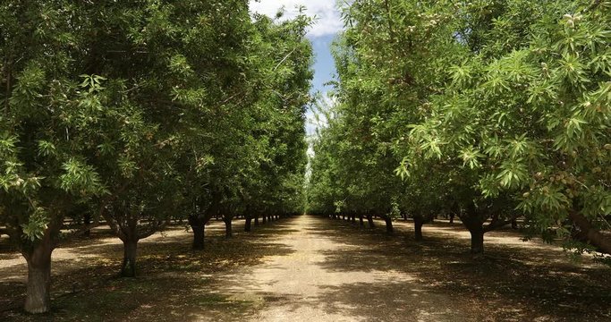 Almond trees cultivated in an orchard in the Salinas Valley, California USA