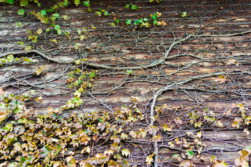The dry climber tree climbed on the wood wall.