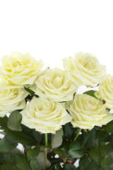 White roses on white background. Beige roses on a white background. Postcard with white roses and with copy space