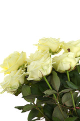 White roses on white background. Beige roses . Postcard with white roses and with copy space