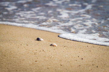 Shells on the sand beach and soft wave of the sea