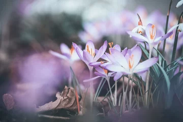 Abwaschbare Fototapete Hellviolett Nahaufnahme von Frühlingskrokussen, Frühlingsnatur im Freien