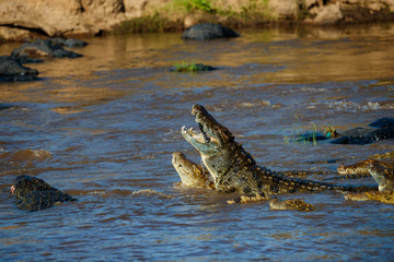 Obraz premium Big Crocodiles eating a zebra during the wildebeest migration in Masai Mara, Kenya