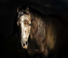 Portrait of horse face at dark background.  Looks at the camera