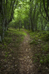 Forest path in the Strandja national park, Bulgaria