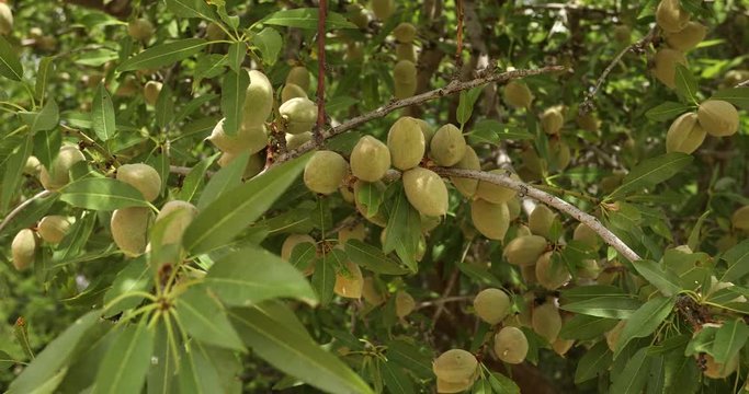 Almond trees cultivated in an orchard in the Salinas Valley, California USA