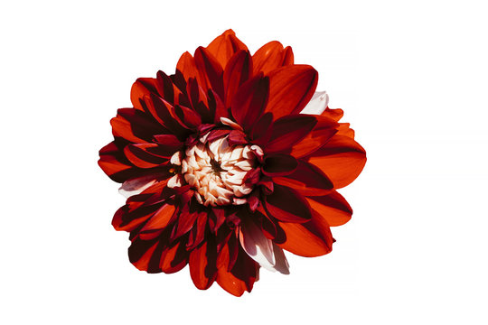 Fototapeta Single flower Chrysanthemum with red and white petals, isolated.