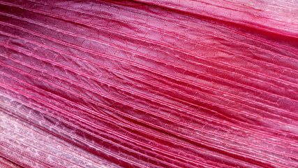 Close up of a peel of purple corn for nature background.