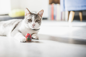 Chaton blanc tigré avec son jouet