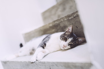 Chaton blanc tigré allongé