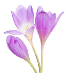 light lilac crocus three flower isolated on white