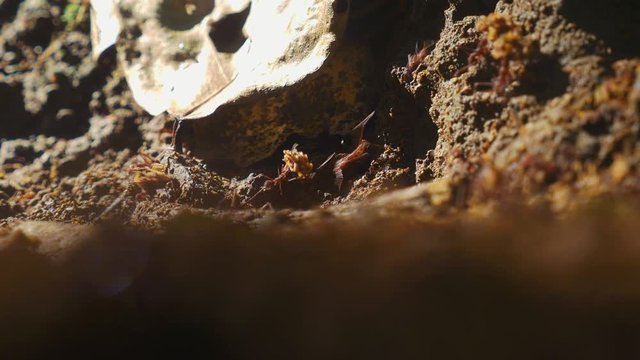 Leafcutter Ants, Costa Rica