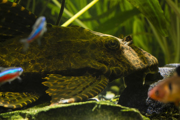 Long-tailed Carabus - Large Ancitrusy Fish.