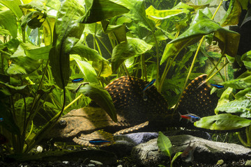 Long-tailed Carabus - Large Ancitrusy Fish.