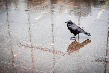 Fototapeta premium Black bird in autumn park. Crow is stranding in the autumn city Osaka, Japan.