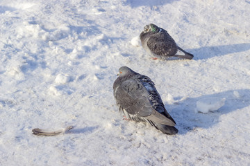 Two pigeons on a surface covered with snow and rime