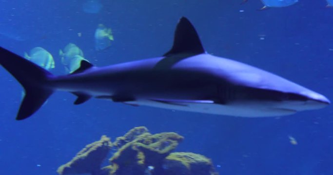 Shark in deep blue water
