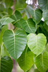 Leaves of Bodhi is an impontant for Bhudda