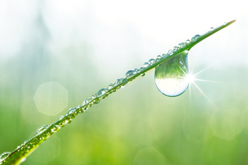 Large drop of water sparkles in sunshine on a leaf of grass close-up macro. Grass in  morning dew...