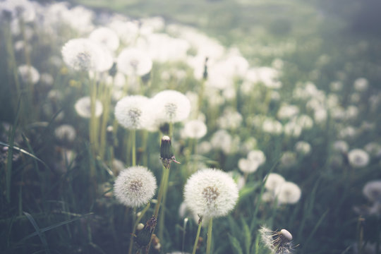 A lot of fluffy beautiful dandelions on a meadow in a field on nature in spring in cool colors, retro vintage colors. Dandelions close-up in dark green pastel color.