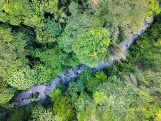 River in the jungle, top view. Bird's-eye. Everything is green. The island of Bali, not far from Ubud.