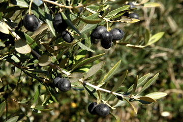 Olive trees in production