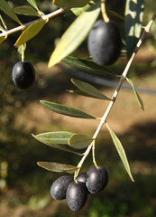 Olive trees in production